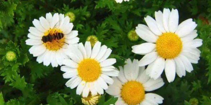 白晶菊优质种子易种易活四季易种花海庭院公园