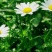 白晶菊优质种子易种易活四季易种花海庭院公园