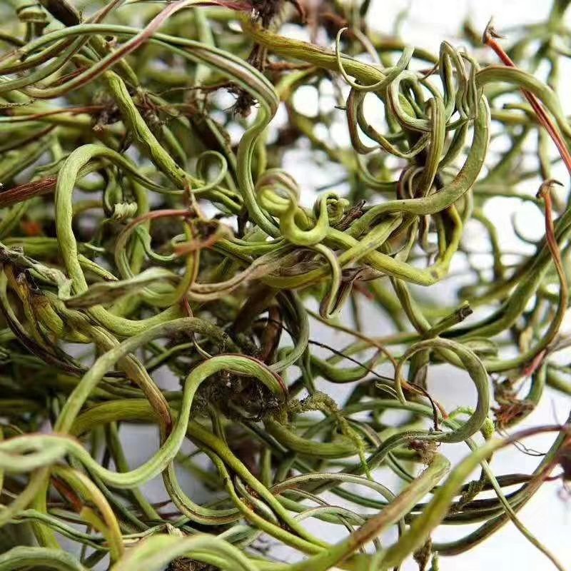 化石草肾精茶长期品控产地大货批发。量大从优货源量稳定