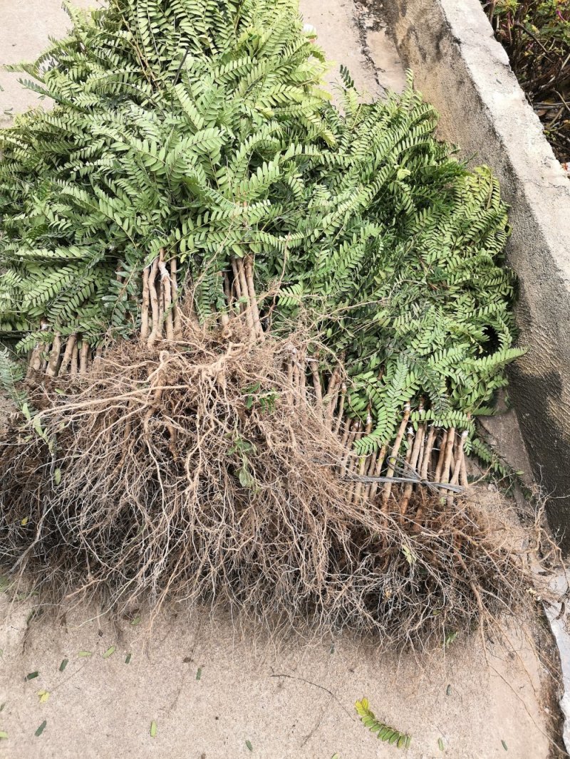 余甘果苗甜油甘果苗，嫁接大甜油甘果包邮。