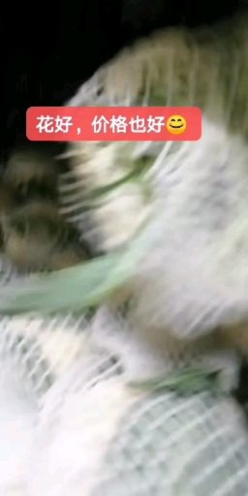 万亩大棚有机花菜基地，支持各种包装，代发全国各地