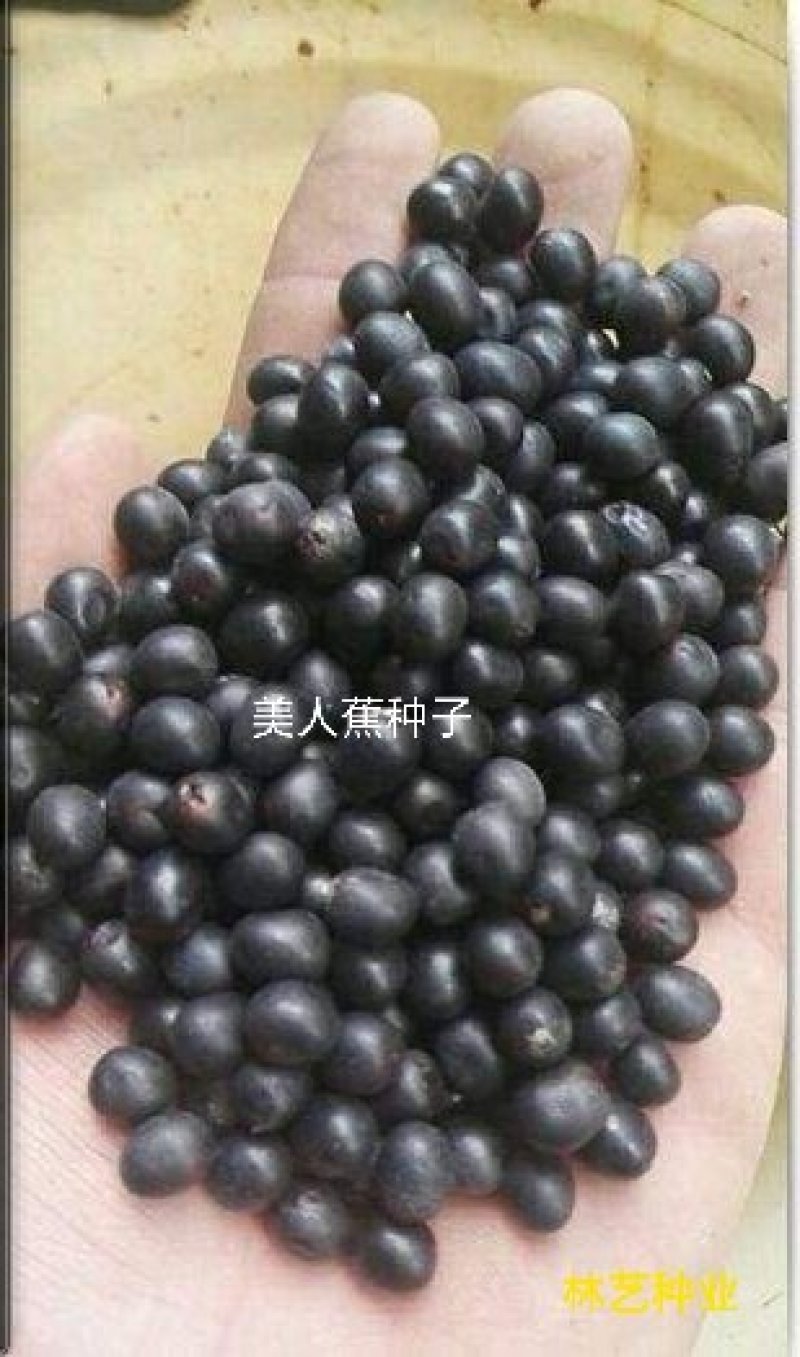 美人蕉籽种庭院花园绿化美观花卉家庭种植