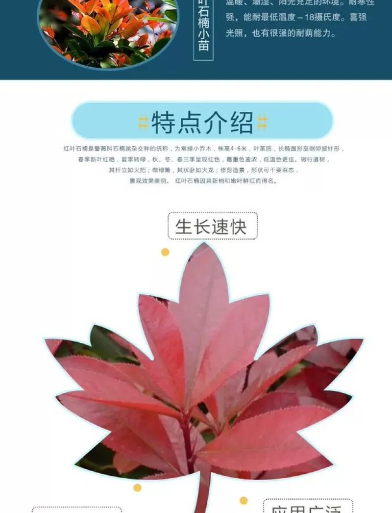 红叶石楠树苗小苗围墙绿篱植物高杆四季常青庭院绿化工程苗木