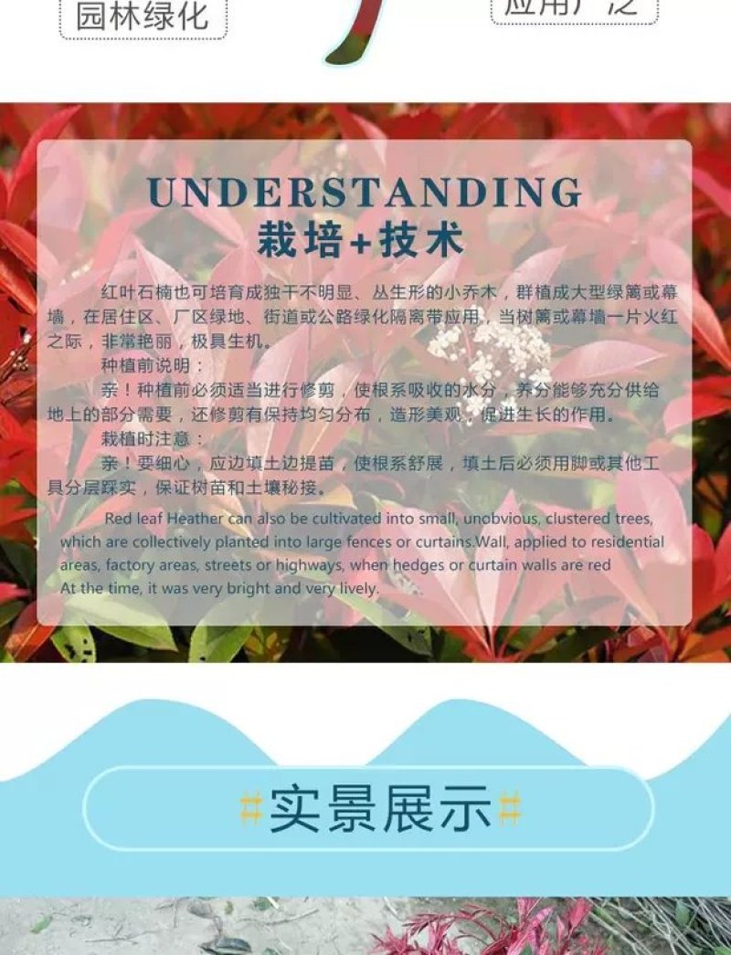 红叶石楠苗，红叶石楠，红罗宾红叶石楠，火红红叶石楠！