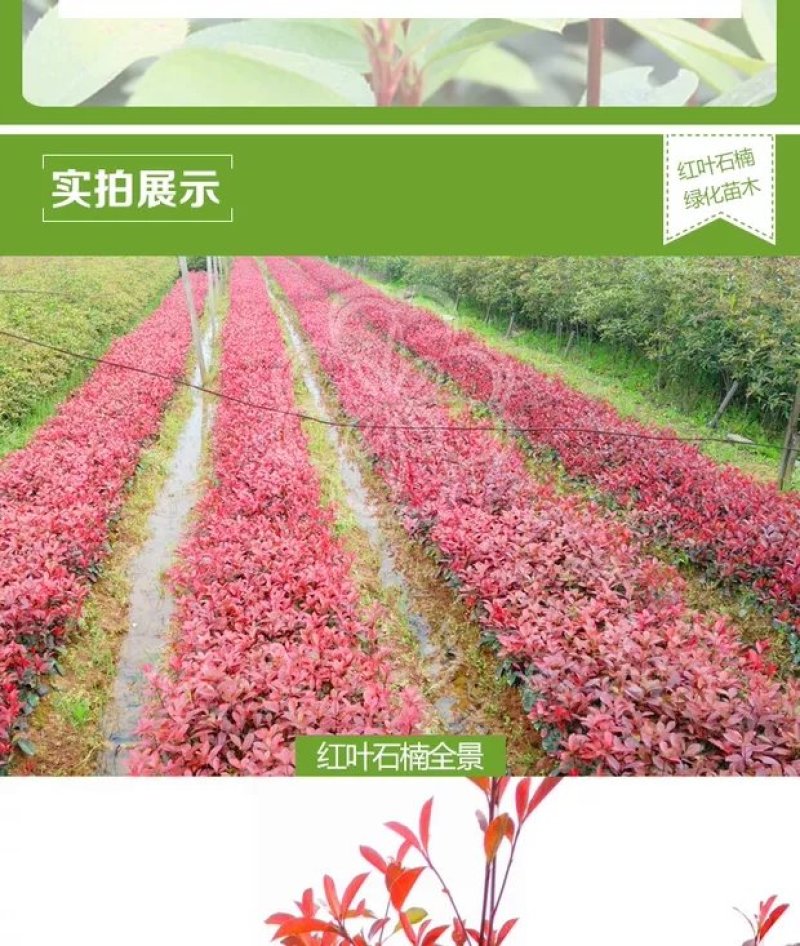 红叶石楠苗，红叶石楠，红罗宾红叶石楠，火红红叶石楠！