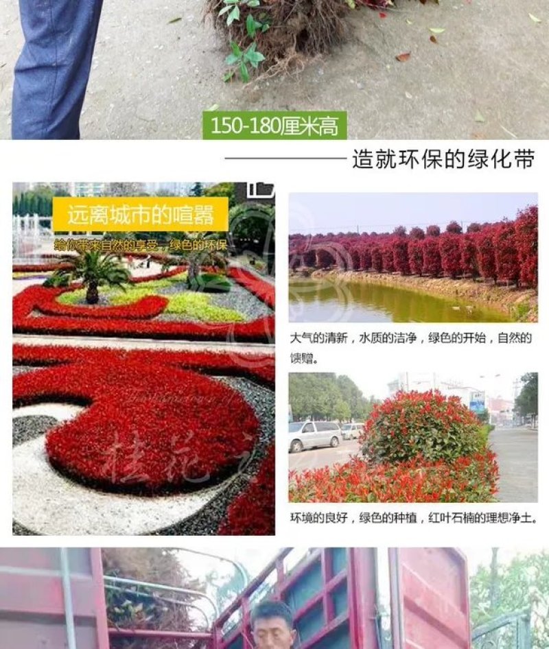 红叶石楠苗，红叶石楠，红罗宾红叶石楠，火红红叶石楠！
