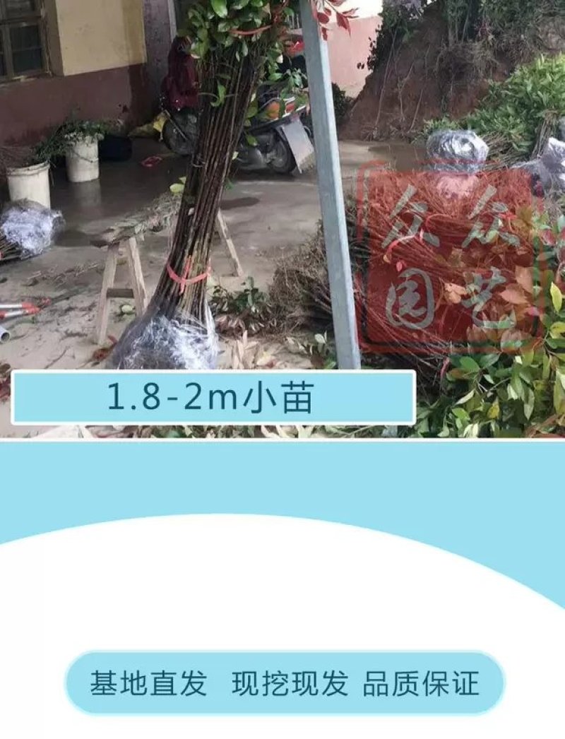 红叶石楠苗，红叶石楠，红罗宾红叶石楠，火红红叶石楠！