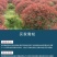红叶石楠苗，红叶石楠，红罗宾红叶石楠，火红红叶石楠！