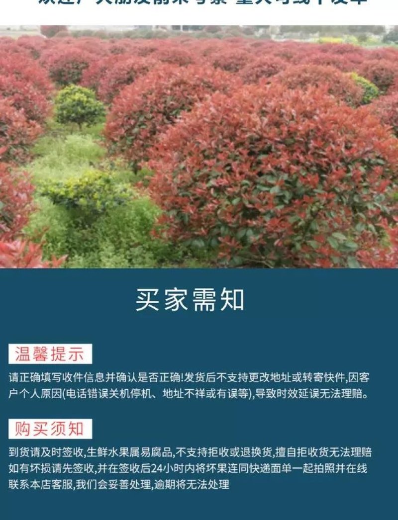 红叶石楠苗，红叶石楠，红罗宾红叶石楠，火红红叶石楠！