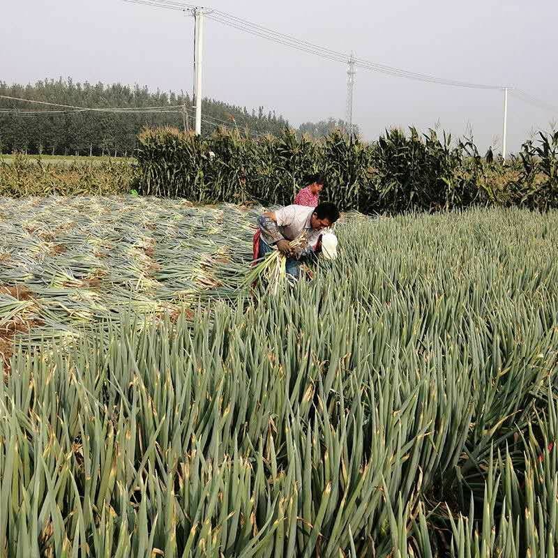 山东铁杆大葱钢葱净葱毛葱常年供应视频看货产地直发支持线上