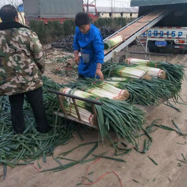 山东铁杆大葱钢葱净葱毛葱常年供应视频看货产地直发支持线上