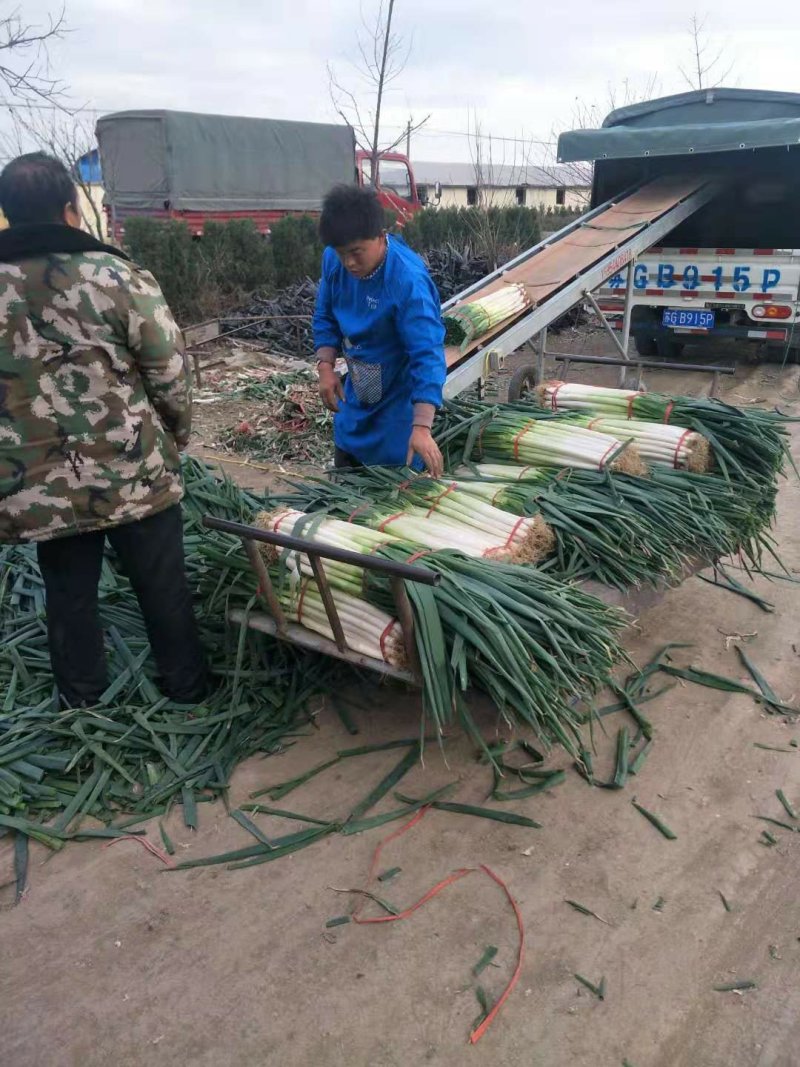 山东铁杆大葱钢葱净葱毛葱常年供应视频看货产地直发支持线上