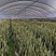 金边虎皮兰客厅卧室绿植除甲醛净化空气