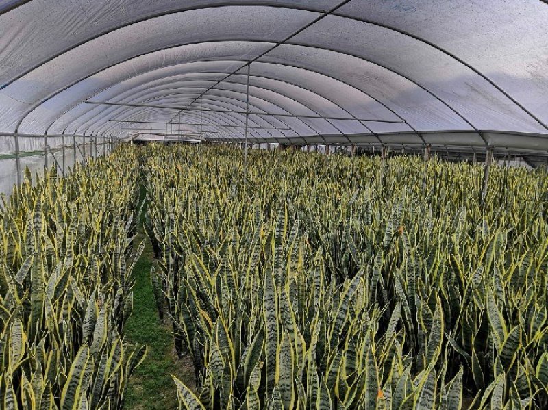 金边虎皮兰客厅卧室绿植除甲醛净化空气