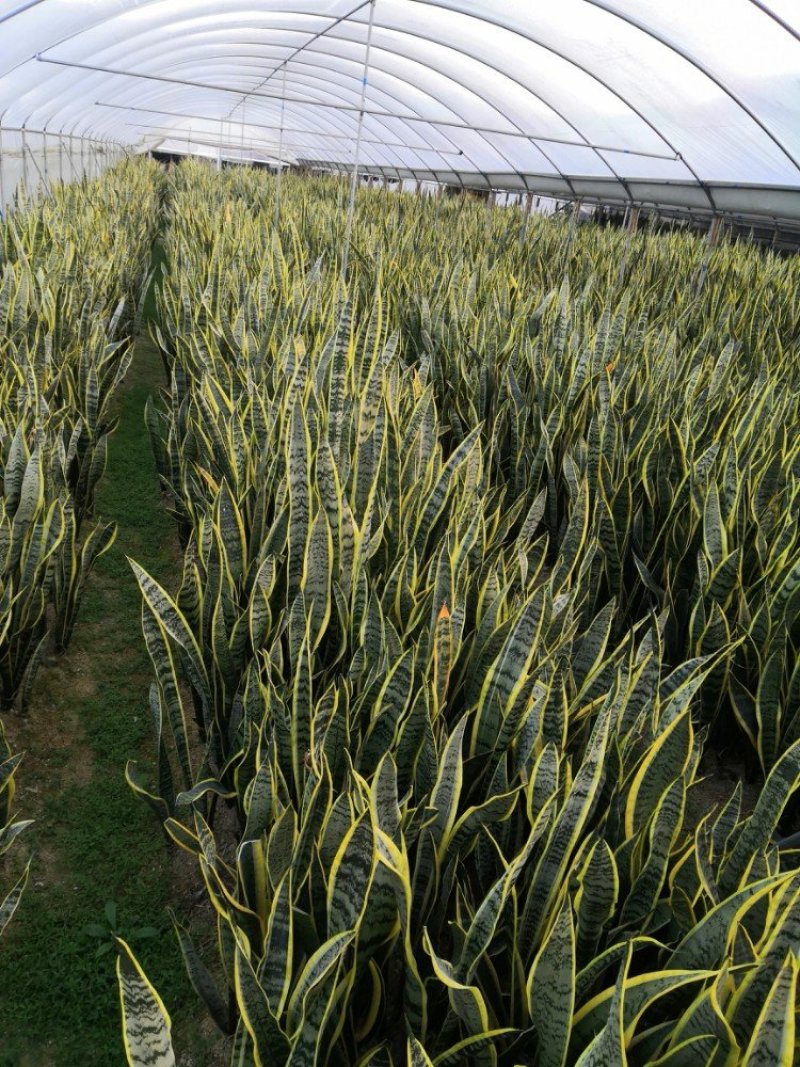 金边虎皮兰客厅卧室绿植除甲醛净化空气