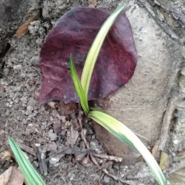 兰草