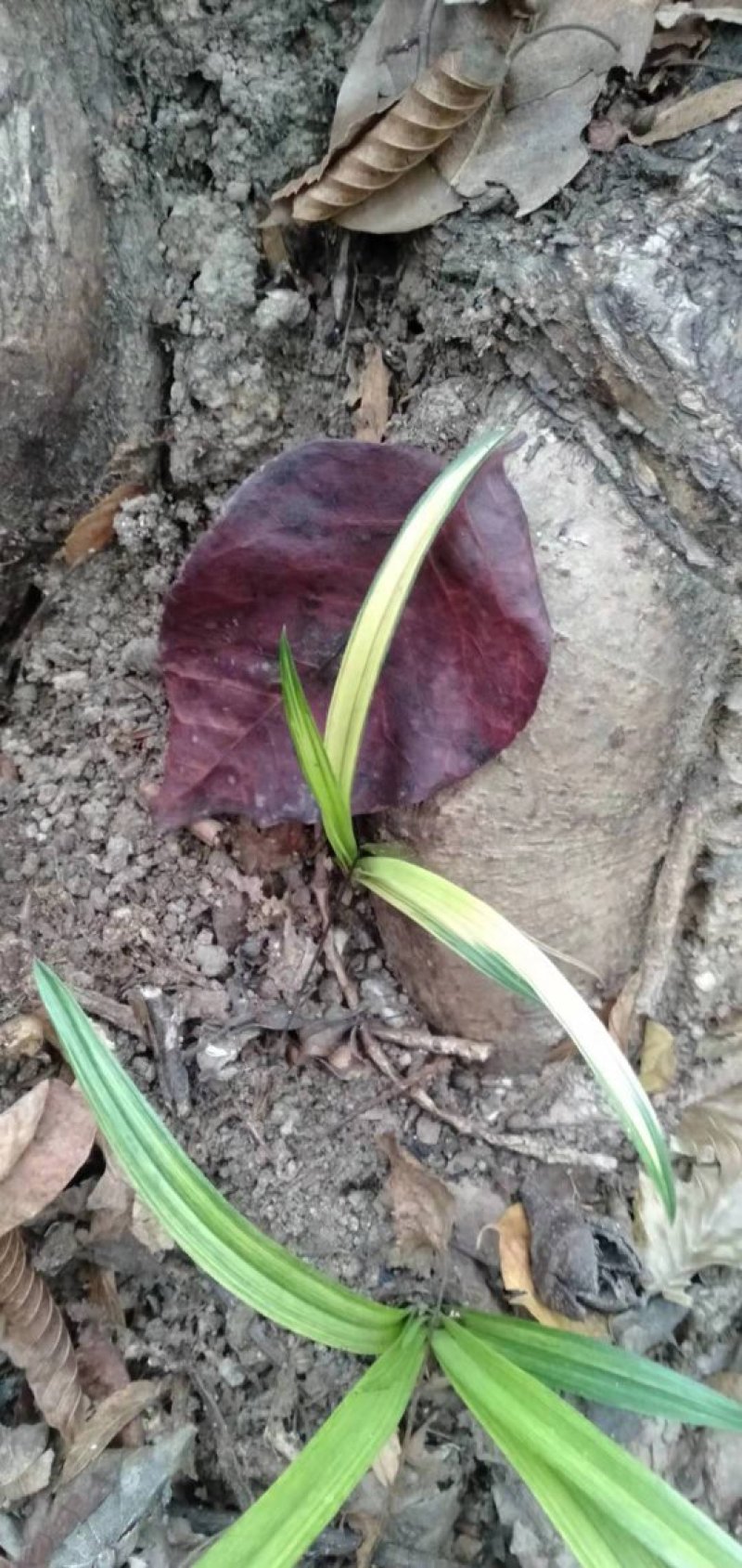 兰草