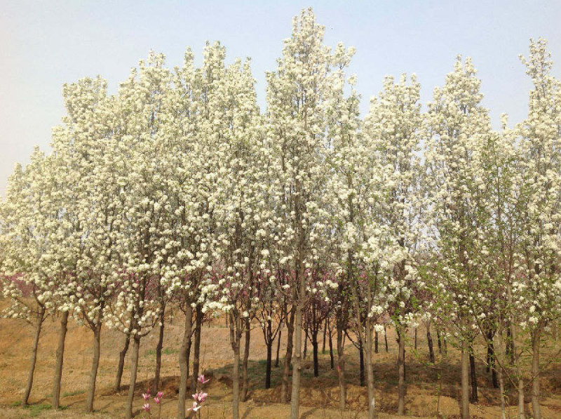 彩叶豆梨，彩豆梨树，大红