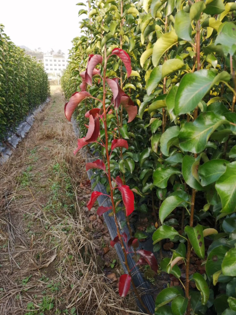 彩叶豆梨，彩豆梨树，大红
