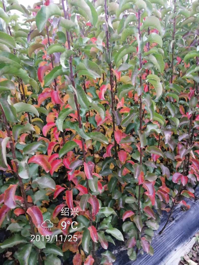 彩叶豆梨，彩豆梨树，大红