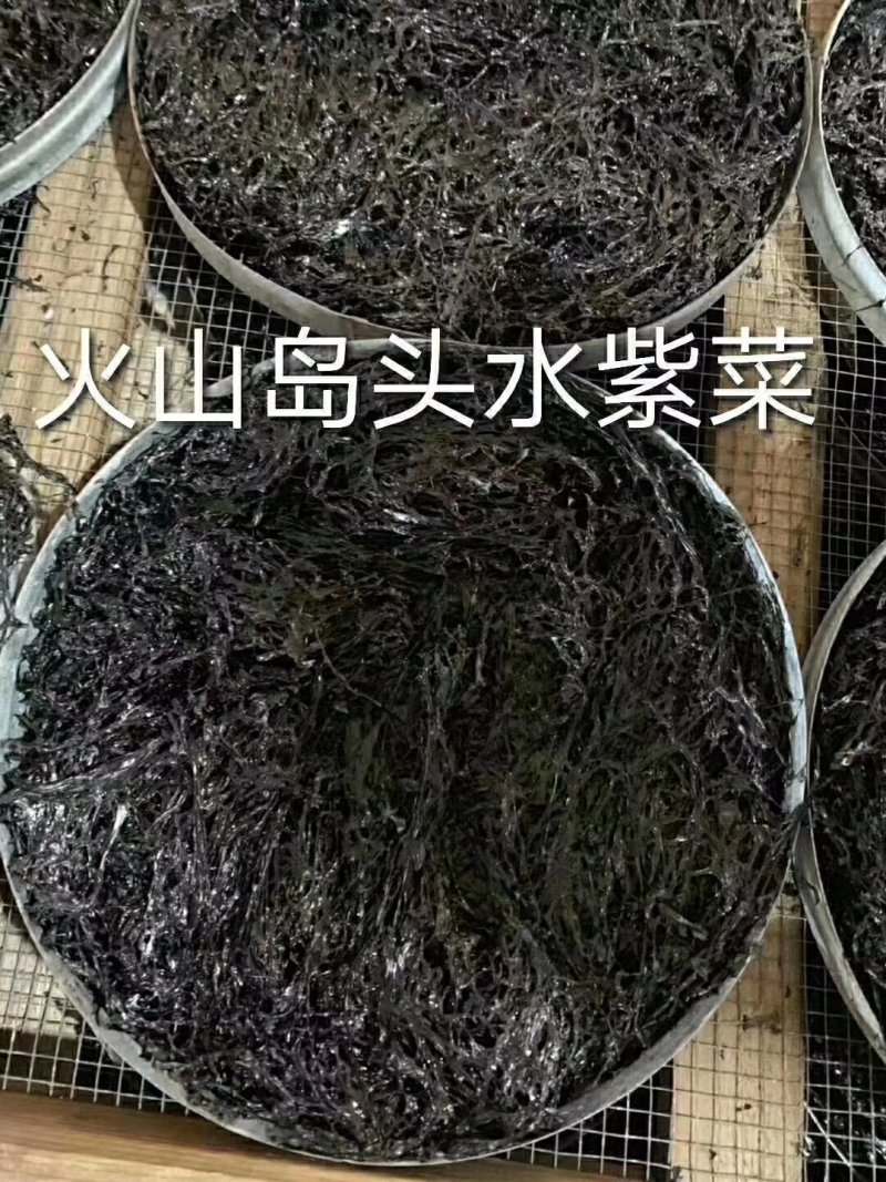 火山岛紫菜