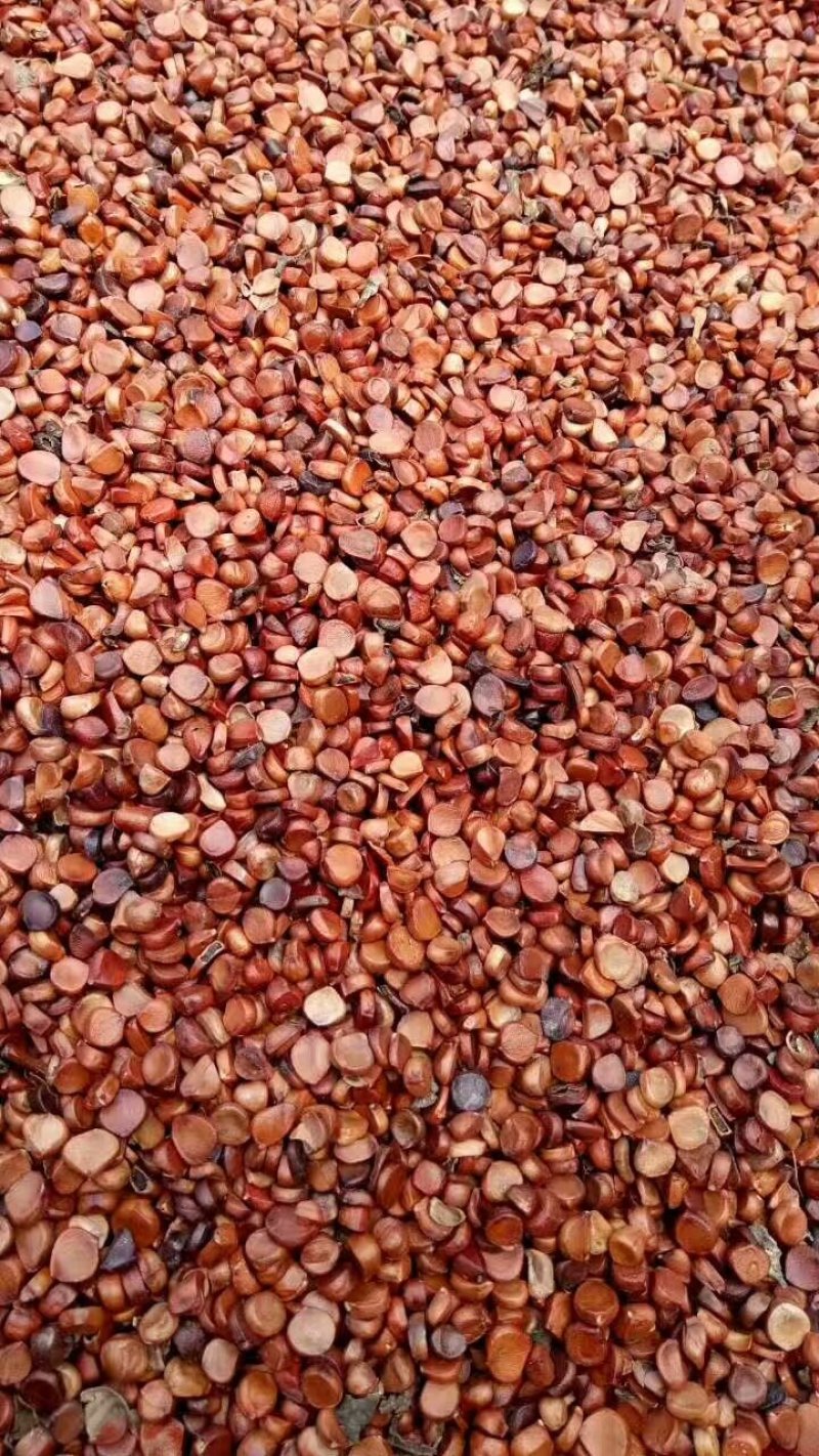 黄菖蒲种子黄花燕尾种子花菖蒲种子水生植物种子耐寒四季播种