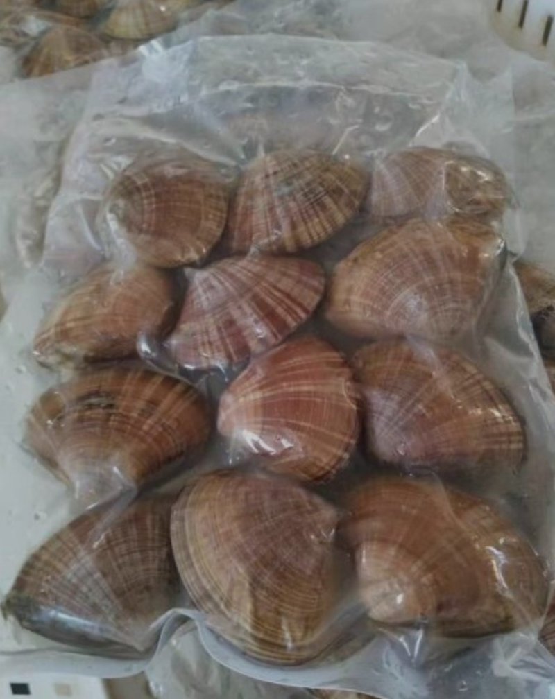 文贝～一袋一斤装，个大味美货量大