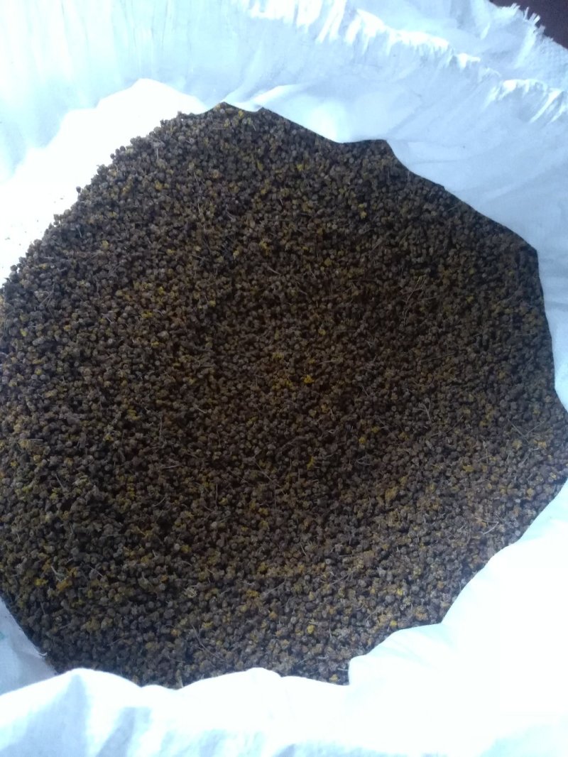 野黄菊花