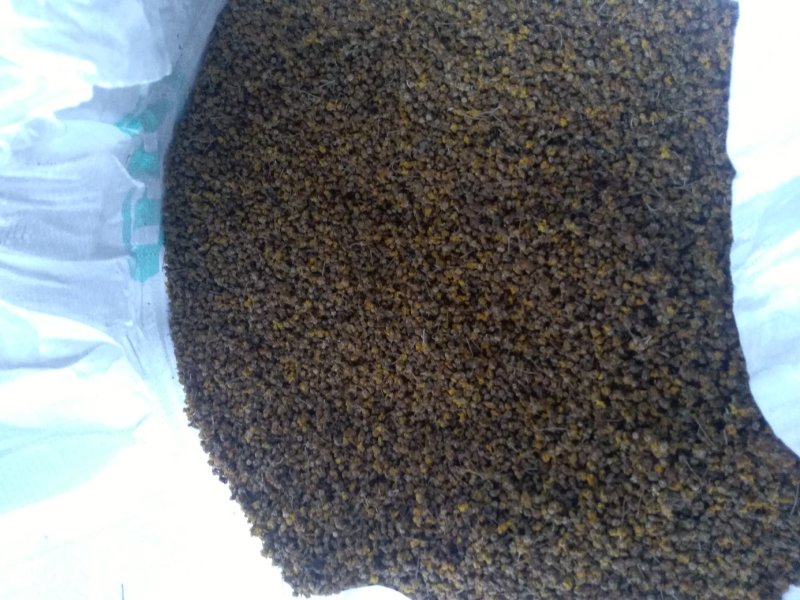 野黄菊花