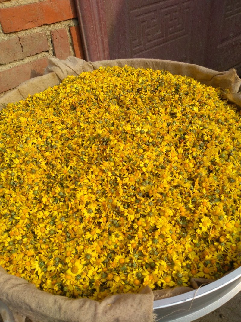 野黄菊花