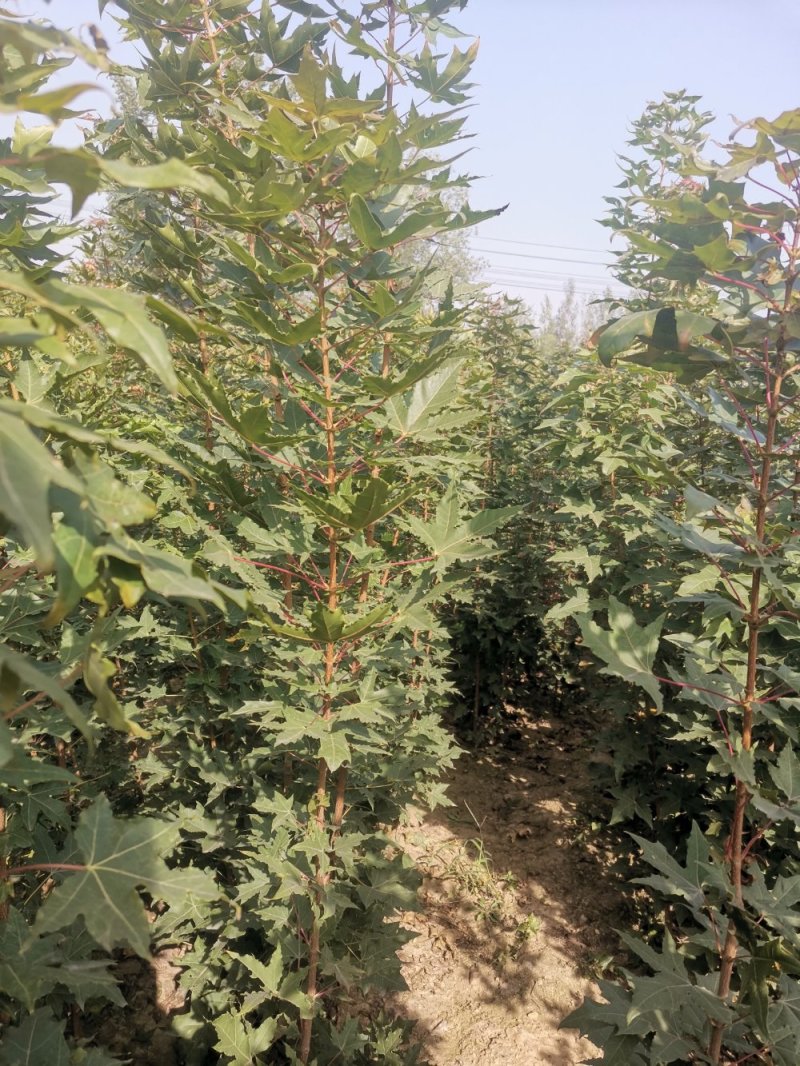 【热销】五角枫苗五角枫五角枫二年苗山东五角枫苗