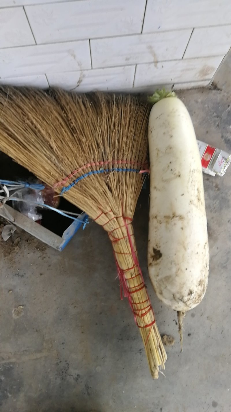 渣萝卜光头萝卜，原产地货源，大量现货欢迎来电咨询采购