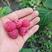 四季双季红树莓苗哈瑞大果南北种植果树苗行道树绿化大地盆栽