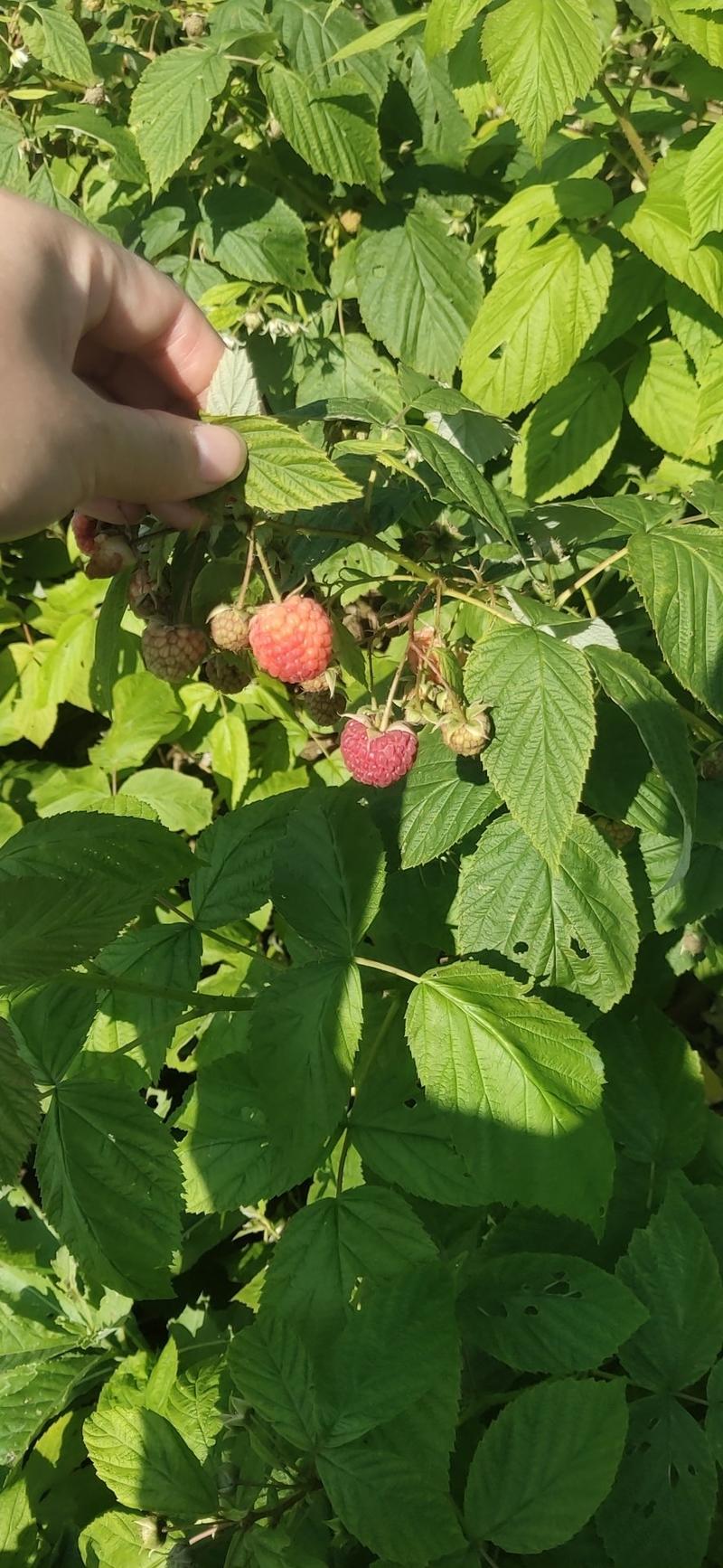 四季双季红树莓苗哈瑞大果南北种植果树苗行道树绿化大地盆栽