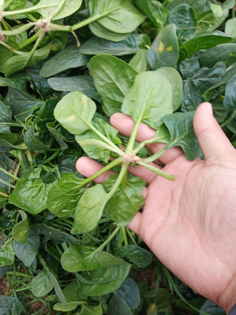 圆叶地趴波菜基地种植对接农户，各种包装可加冰瓶