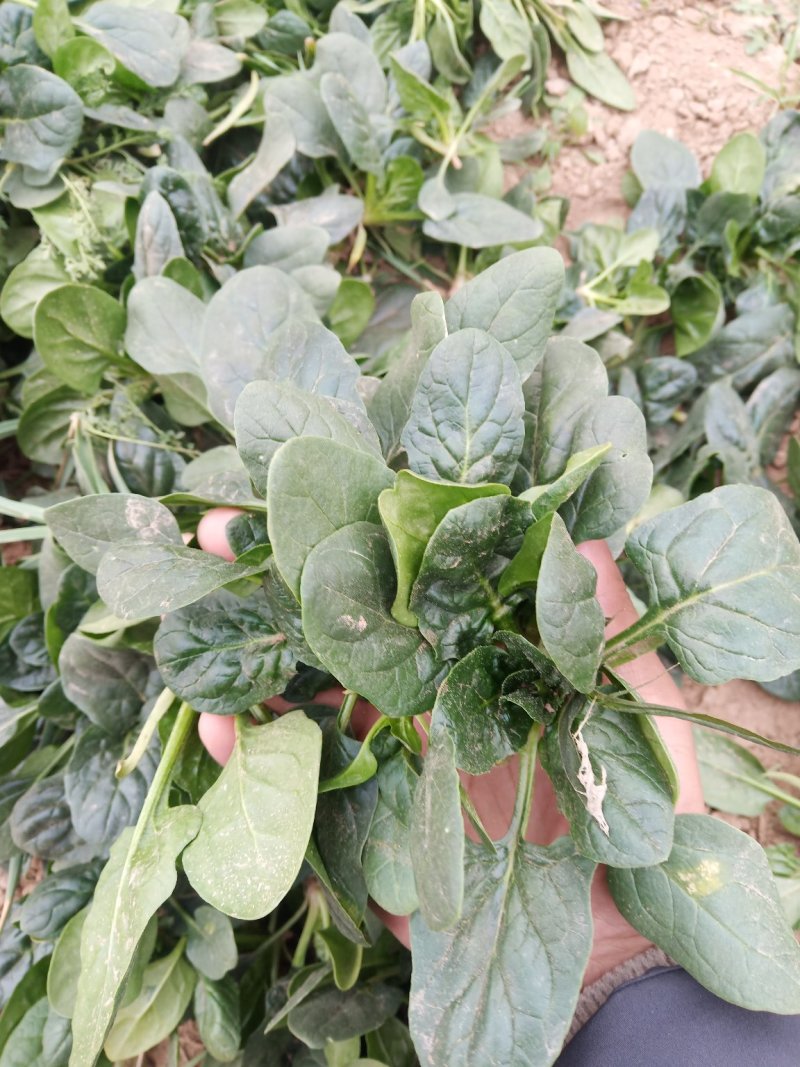 圆叶地趴波菜基地种植对接农户，各种包装可加冰瓶