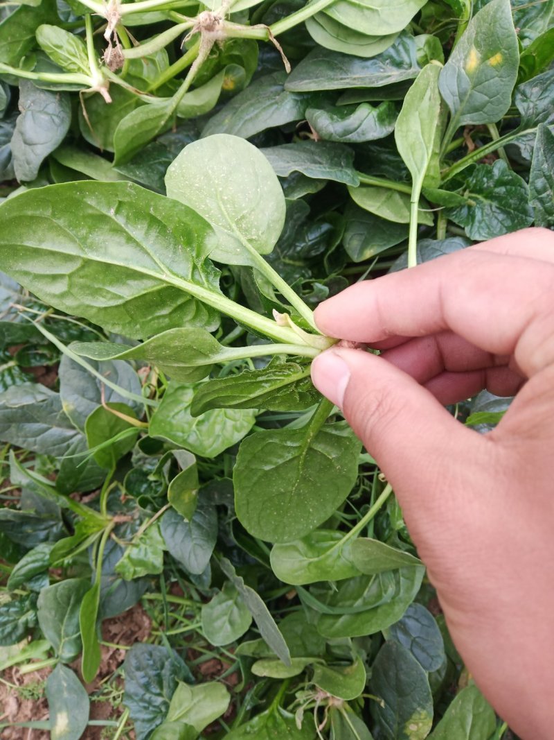 圆叶地趴波菜基地种植对接农户，各种包装可加冰瓶