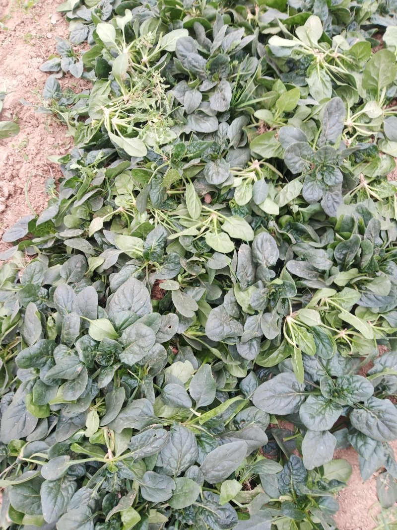 圆叶地趴波菜基地种植对接农户，各种包装可加冰瓶