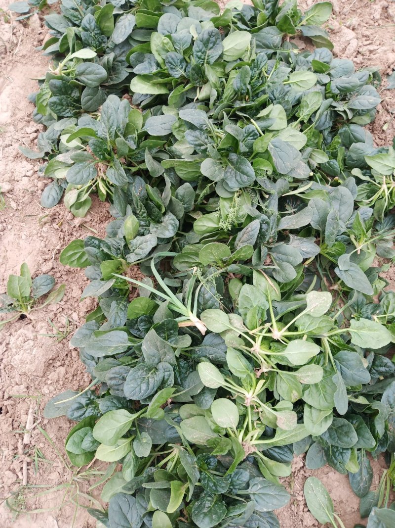 圆叶地趴波菜基地种植对接农户，各种包装可加冰瓶