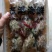 花盖蟹750克公母混装九头