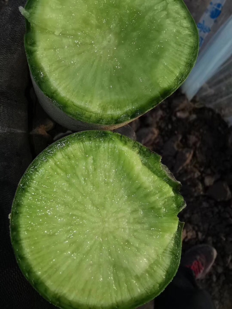 大量供应潍县萝卜，水果萝卜便宜青茬、水头足质量好