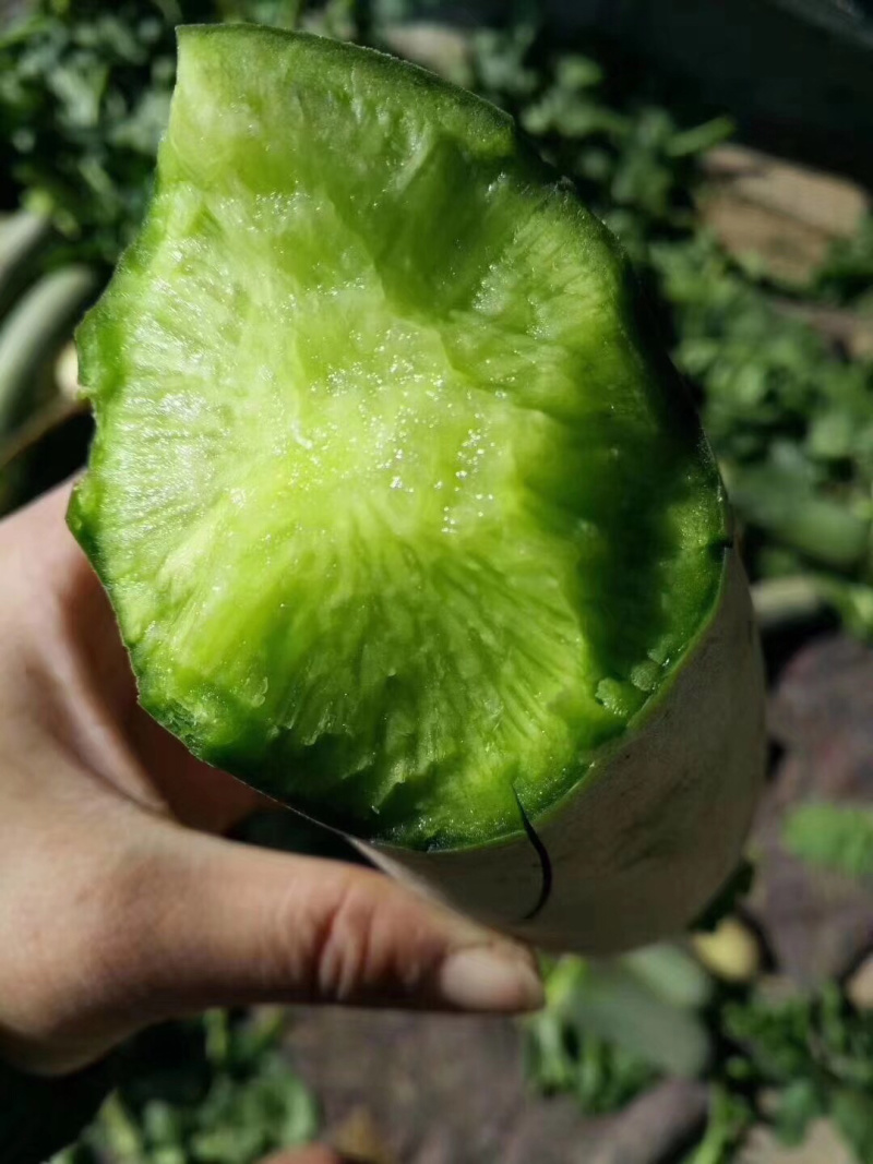 大量供应潍县萝卜，水果萝卜便宜青茬、水头足质量好