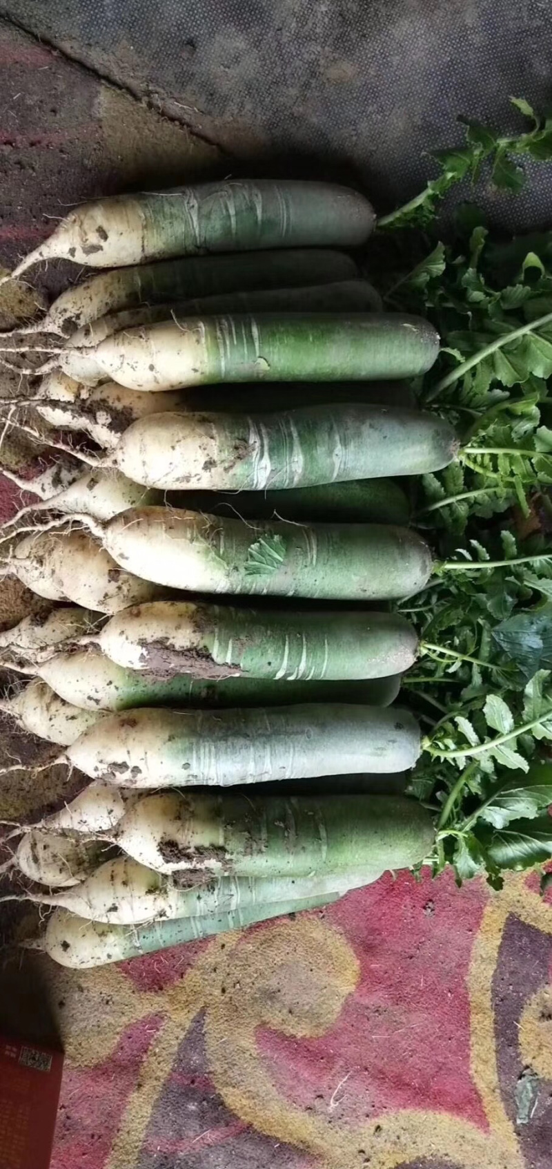 大量供应潍县萝卜，水果萝卜便宜青茬、水头足质量好