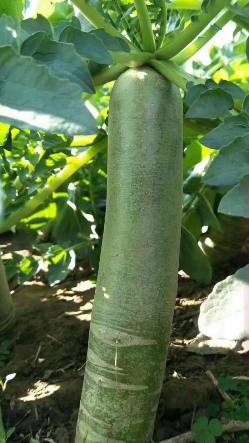 大量供应潍县萝卜，水果萝卜便宜青茬、水头足质量好
