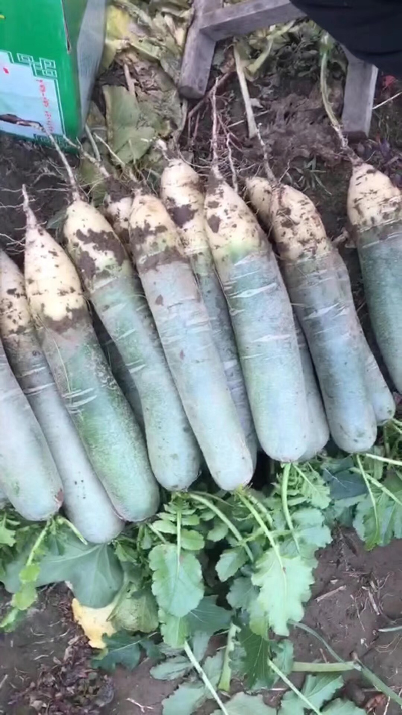 大量供应潍县萝卜，水果萝卜便宜青茬、水头足质量好