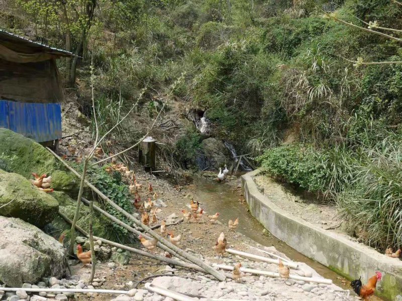 正宗土鸡跑山土鸡质量保证