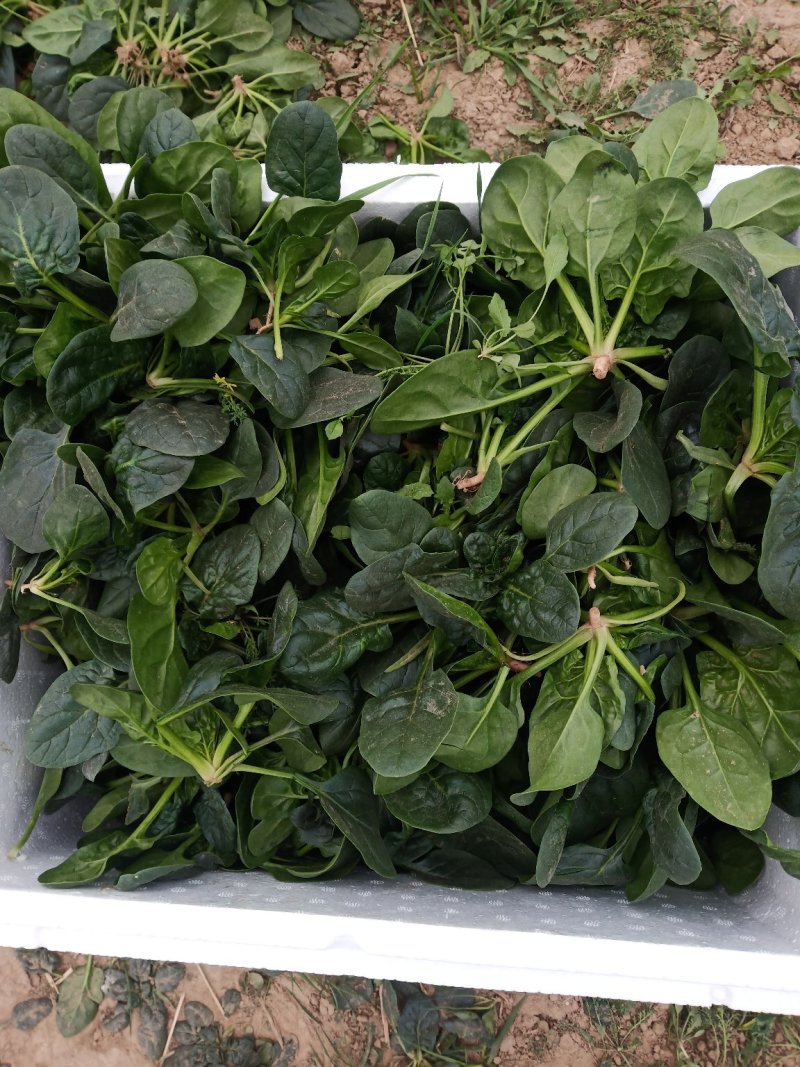 圆叶地趴型小菠菜，专业基地种植各种包装可加冰瓶