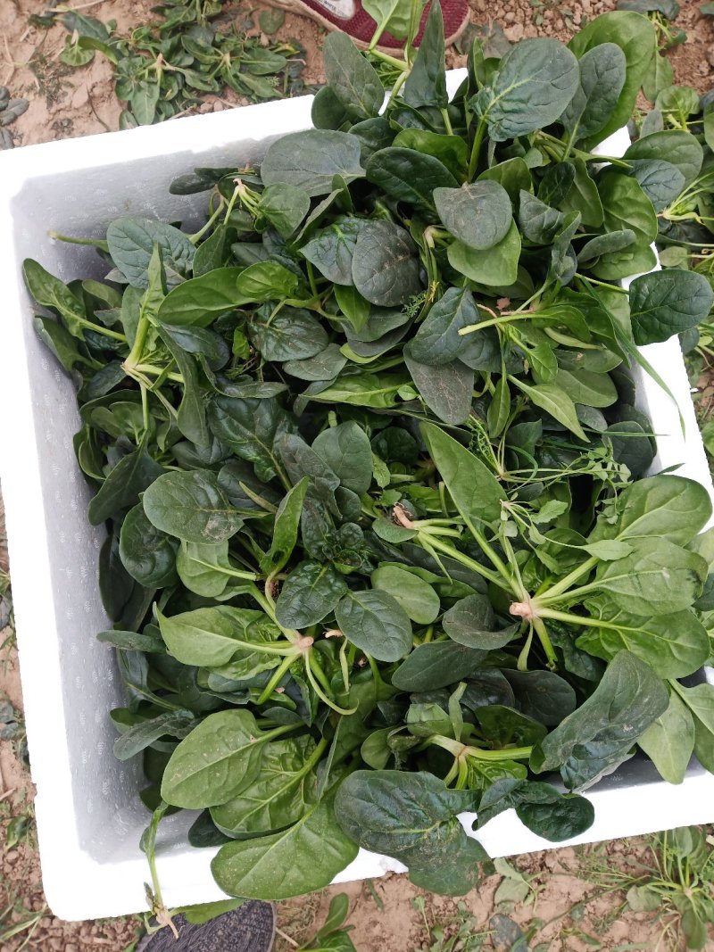 圆叶地趴波菜基地种植对接农户，各种包装可加冰瓶