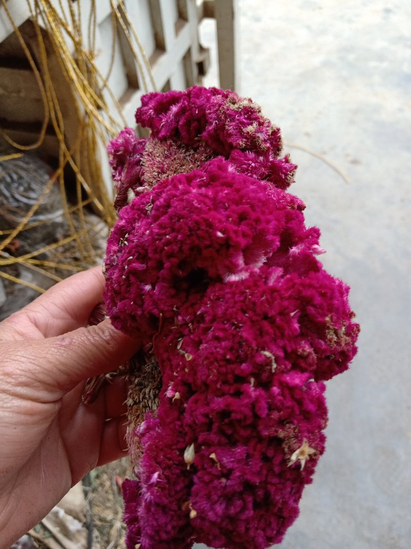 鸡冠花干货做药材做种一一一批发零售一手货源产地直发