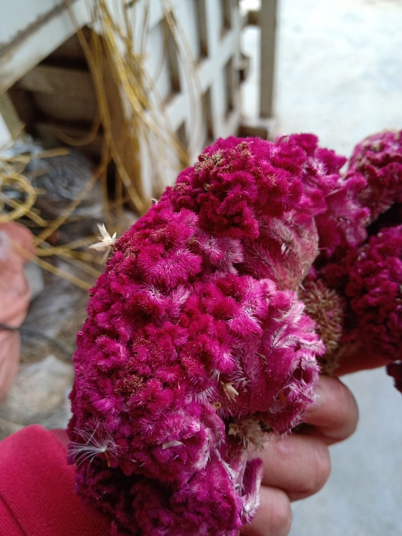 鸡冠花干货做药材做种一一一批发零售一手货源产地直发